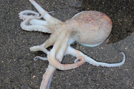 Blek blekksprut