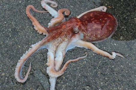 Sint blekksprut